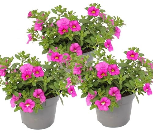 Zauberglöckchen - Minihängepetunie - Calibrachoa - 12cm Topf - Set mit 3 Pflanzen - rosa