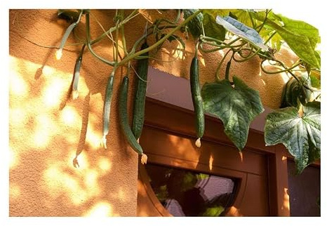 Stk - 6x Schlangengurke Tanja Cucumis sativus Gemüse Garten Pflanzen - Samen KS275 - Seeds & Plants Shop by Ipsa