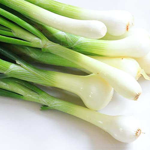 Welldales 50 Mini Welsh Onion Seeds Green Bunching Perennial Bulb Spring Onion Vegetables