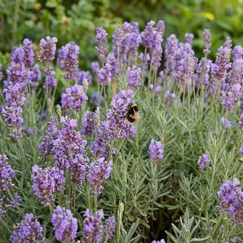 Lavandula Angustifolia Phenomenal - 3 Perenna Lavendelväxter i P9-krukor - Binblommande Härdiga Perenner från Holland - Inga Frön, Lökar och Inte Konstgjorda