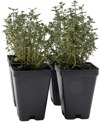 4 Live Lemon Thyme Plants (Thymus Citriodorus) – Aromatic Perennial Herb, Thriving in 2.5 Nursery Cubes