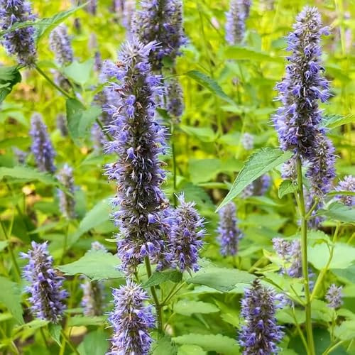 semi di ortica profumata - perenni resistenti estivi giardini rocciosi decorazione balcone 200pcs