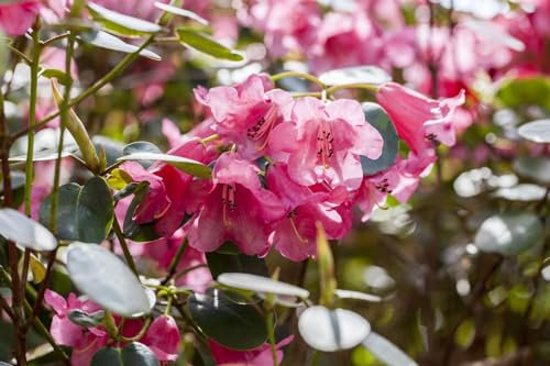 Rhododendron callimorphum 40-50 cm - Rhododendron, rosa Blüten, Blütezeit Mai-Juni, ideal für schattige Gärten, immergrün, winterhart