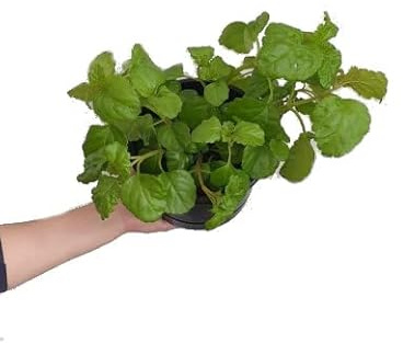 Hiedra Sueca Planta del Dinero Plectranthus Verticillatus
