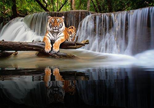 wandmotiv24 Fototapete liegender Tiger Wasserfall, L 300 x 210 cm - 6 Teile, Wanddeko, Wandbild, Wandtapete, Wald Dschungel Bäume Tier M6544