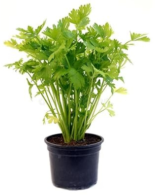 Plantes de Persil Français, 2 Pots, Culture Annuelle, Goût Authentique Italien