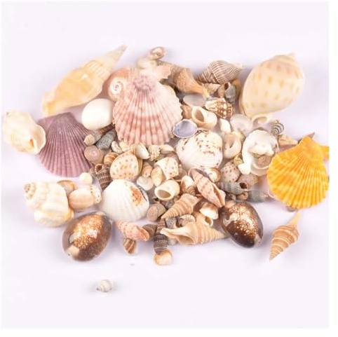 Coquilles de mer Coquilles de mer mixtes, Coquillages for l'artisanat 50g/lot Coquillages naturels mixtes Scrapbooking Artisanat Coquillages for bouteille en verre Décoration de la maison DIY