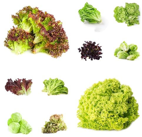 salatsamen, pflücksalat, nachhaltige geschenke gewächshaus balkon für sonnige plätze steingartenpflanzen winterhart grünpflanzen outdoor hochbeet 1000pcs