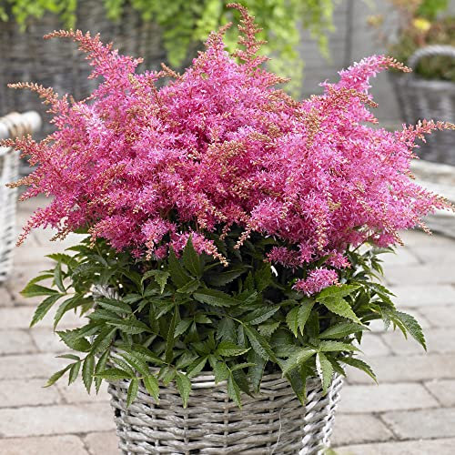 Astilbe Short 'n' Sweet Raspberry | Garden Ready Herbaceous Perennial Plants | Pink Flowering Outdoor Potted Plant for Borders, Flower Beds and Pots (30-40cm Incl. Pot)