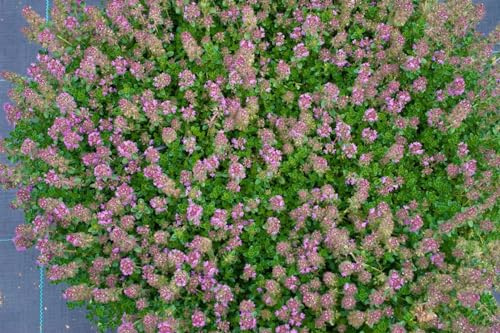 Thymus praecox 'Purpurteppich' 9x9 cm Topf – Winterhart, Mehrjährig, Pflegeleicht – Teppich-Thymian – Bodendecker für Steingarten & Fugen
