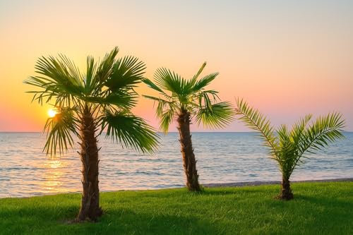 10 Semi di Palma dei Bermidi - Sabal Bermudana - Palma tropicale - 15 ml - Verde bluastro - Albero giardino - 374