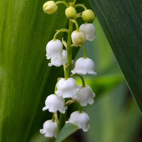 bulbi di mughetto - perenni resistenti giardino roccioso esterni inverno primaverili esotiche 8pcs