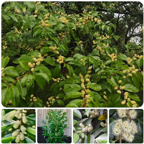 semi di siepe di alloro ciliegio, verdi, decorazioni da giardino per esterni alloro ciliegio biologici vecchie varietà, resistenti per il giardino 70pcs