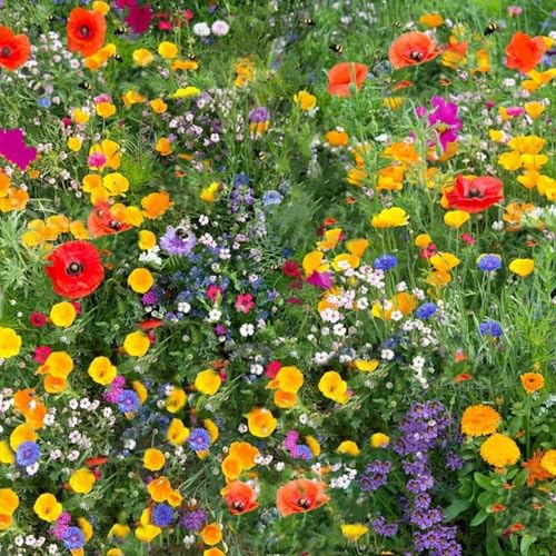 Miscuglio di Semi per Prato Fiorito, Confezione da 350 semi flowering meadow seeds