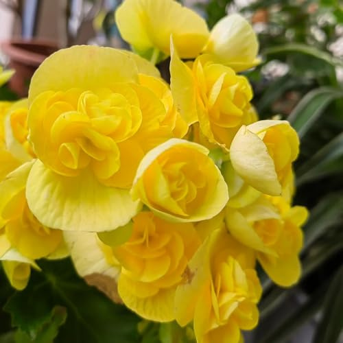 begonien zimmerpflanzen begonienpflanzen, balkon blumenbeet exotische winterhart 15samen