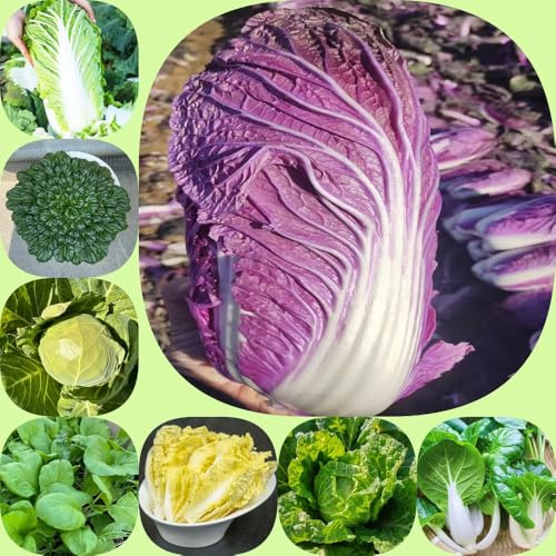 Col china, semillas de pak choi, variedades antiguas resistentes extraño semillas de variedades antiguas regalos sostenibles 250pcs