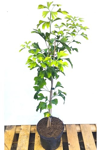 Ginkgo biloba Ginkgobaum Baum Pflanze Fächerblattbaum kleiner Topf 40-60