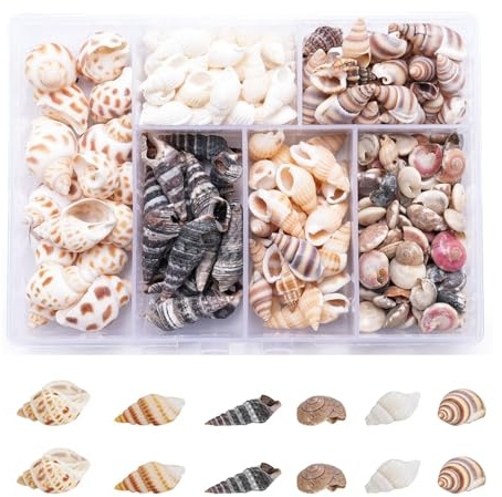 Funngy Small Sea Shells,100 PCS Mixed Sea Shells Mini Mixed Sea Shells Decorative Sea Shells Crafts Sea Shells Ocean Theme Shells Beach Seashells for DIY Craft Making Wedding Decorations