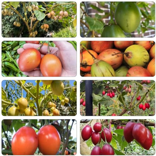 pomodoro tamarillo - giardino colonnario di semi selvatici bonsái giardino resistenti del balcone perenni 150pcs