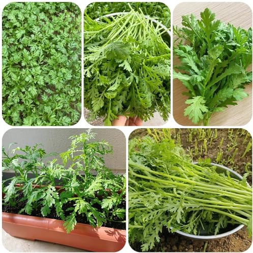 Semi di crisantemo Coronarium, antiche varietà di crisantemo commestibili, vecchi giardino da balcone resistenti 500pcs