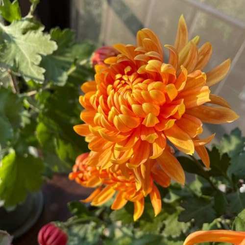semi di crisantemo rampicante semi di resistenti vaso autunnali, resistenti, giardino ufficio rampicanti 40pcs