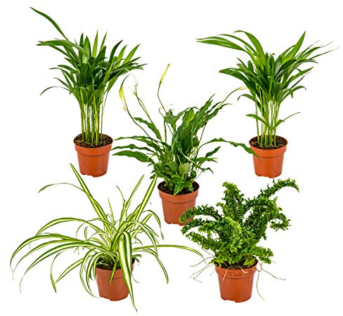 Bloomique - 5er-Mix - Luftreinigende Pflanzenmischung - Dracaena, Dypsis, Chamaedorea, Chlorophytum, Asplenium - 20-40 cm Hoch - Topf 12 cm