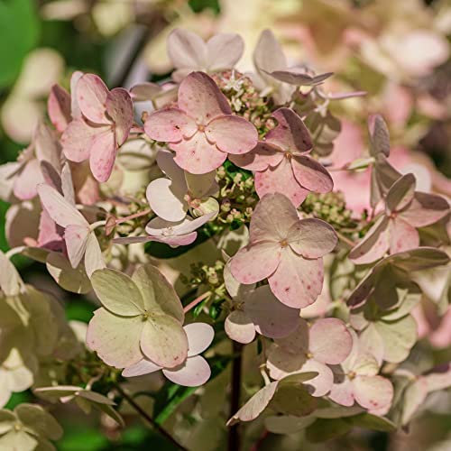 Hydrangea paniculata Plant 'Wim's Red' Deciduous Hardy Shrub Colour Changing Blooms Easy to Grow Your Own Garden Flowers 3.6-Litre (40-50cm) Potted Plants by Thompson and Morgan