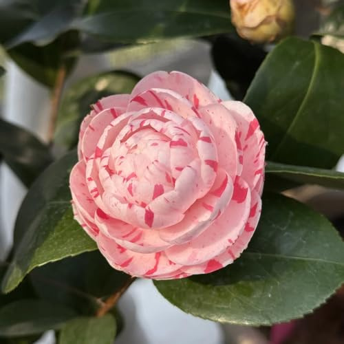 semillas de camelia resistentes - jardín balcón, silvestres perennes, 40pcs
