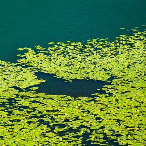 Wasserlinsen, kräuterpflanzen kräutersamen Lemna minor - wasserpflanzen aquarium seltene teichpflanzen alte sorten geschenke für gartenliebhaber 1000Samen