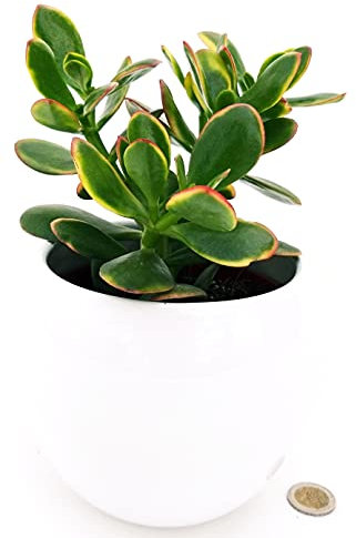 POWERS TO FLOWERS - CRASSULA OVATA VARIEGATA TRICOLOR, ALBERO DI GIADA, IN VASO CERAMICA BIANCO A RIGHE, pianta vera