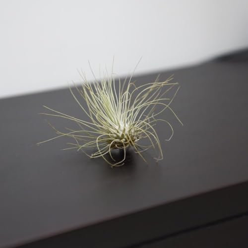 Tillandsia argentea - Stylish Air Plants for Easy Indoor Décor | Tropical Houseplants with Minimal Maintenance | Ideal for Glass Vases, Terrariums- 2X Plants by Thompson & Morgan