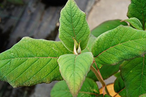 Hortensie Samthortensie Hydrangea aspera Macrophylla Containerware 40-60 cm hoch