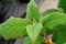 Hortensie Samthortensie Hydrangea aspera Macrophylla Containerware 40-60 cm hoch
