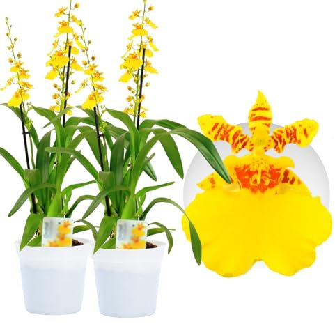 Orchideen Echte Pflanzen Oncidium Joost - 2 große Zimmerpflanzen aus Holland - 30-40 cm hoch - mit Blüten und duftend (Nicht künstlich, ohne Dünger und Topf, kein Samen, nicht winterhart)