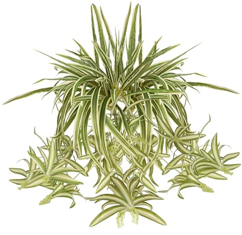 2 Packs Artificial Spider Plant Hanging Greenery Chlorophytum Flowers Plants UV Resistant Outside Faux Plants for Indoor Outdoor Wall Hanging Planter Decor