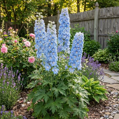 Bloomique - Juego de 6 - Delphinium M.Fount.Sky Blue - Espuela de caballero - Floración abundante - Resistente al invierno - Perenne - 10-20 cm de altura - Maceta de 9 cm