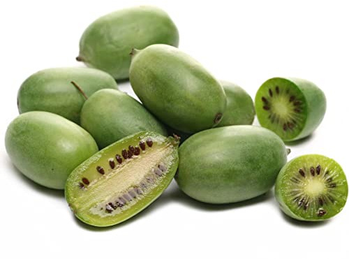 Actinidia arguta `Super Jumbo´, großfruchtige Bayern-Kiwi, 60-80cm im 2L Topf