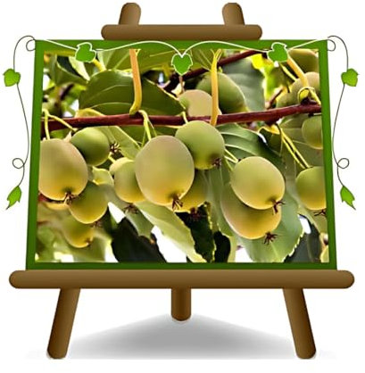 EURO PLANTS VIVAI Actinidia Kiwi Arguta Età 2 anni