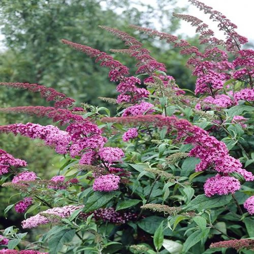 Buddleia Pink Delight Butterfly Bush Outdoor Flowering Garden Shrub Plant in Pot (2 Litre Pot, 30-55cm)