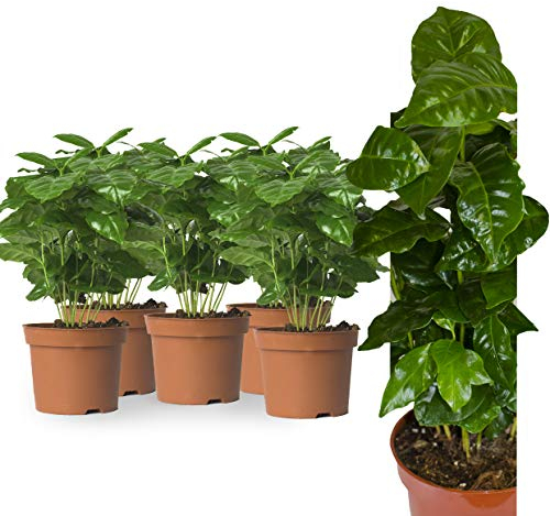 5 Echte Kaffeepflanze coffea arabica ca. 30cm mit Übertopf- pflegeleichter Kaffeestrauch zum selber wachsen lassen, immergrüne Zimmerpflanze (5, Kaffeepflanzen)