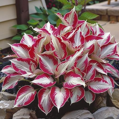 Raro Hosta bulbi,Piante perenni,Hosta pianta vera,resistenti al freddo,Tagliare,Facile da curare,Giardino da balcone(non artificiali)-4 bulbi-D