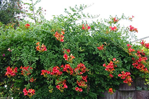 Campsis radicans Samen, (Rote Trompete-Rebe) - Hummingbird Favorit!