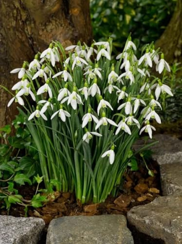100 Stück Schneeglöckchen Galanthus elwesii Frische Blumenzwiebeln aus aktueller Ernte - Winterhart und mehrjährig