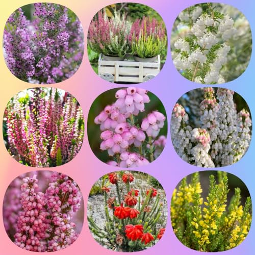 Heidekraut, stauden winterhart mehrjährig alte sorten gartenpflanzen blumensamen wohnzimmer deko balkonpflanzen geschenke für gartenliebhaber 400Samen
