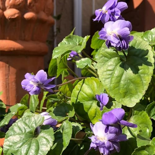 semillas de violetas perfumadas, resistentes al exterior viola odorata, jardín de rocas resistentes de jardín 300pcs