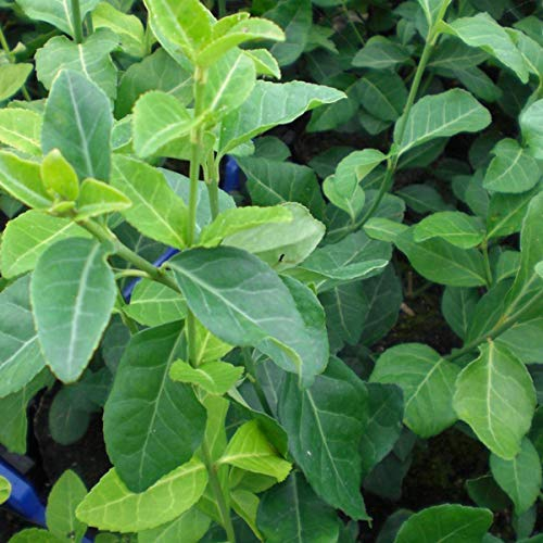 Euonymus Fortunei 'Dart's Blanket'- Fusain persistant 'Dart's Blanket' 20-30 cm en conteneur