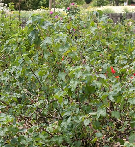 Schwarze Johannisbeere Rosenthals Langtraubige 30-40cm - Ribes nigrum