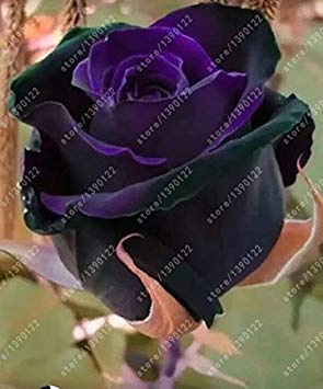 Graines de violettes de couleurs Graines de violettes africaines Plantes en pot de jardin Fleurs violettes vivaces Herbe Matthiola Incana Graine