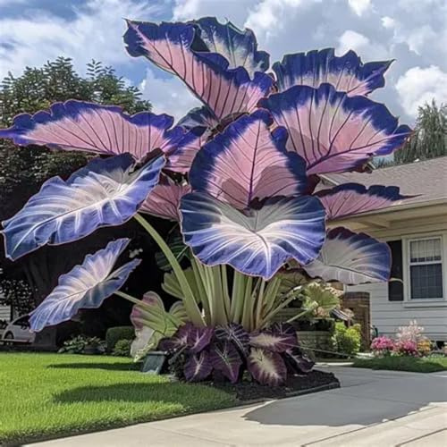 Taro gigante a forma di orecchio di elefante - Fogliame ornamentale - Decorazione da giardino-F-3 Rizoma