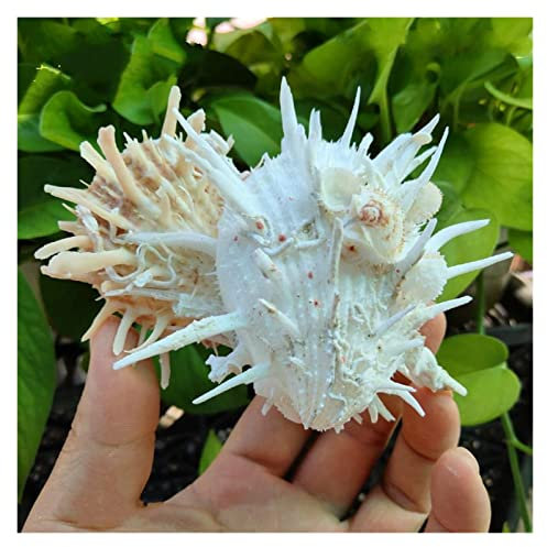 IINKUEYK Plein de Textures Grand Coquillage Naturel 10-15cm Coquillages de mer Coquillages Coquillages Coquillages Coquillages Gros Coquillages Blancs décoration